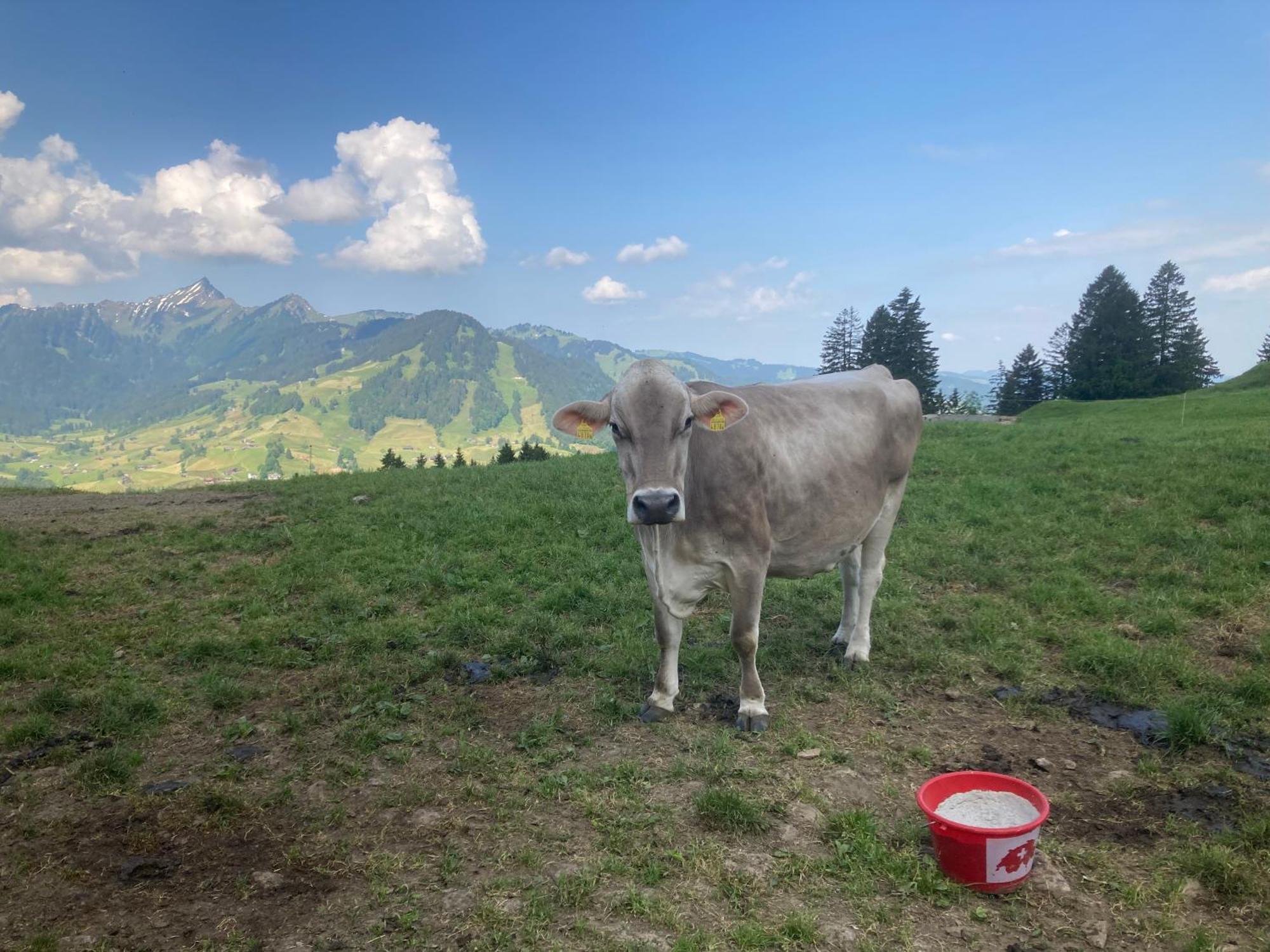 Wies Stein  Екстер'єр фото